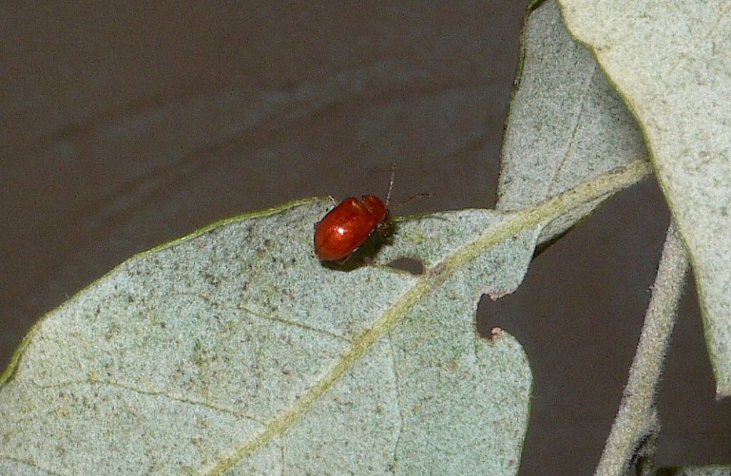 Chrysomelidae Alticinae da det.